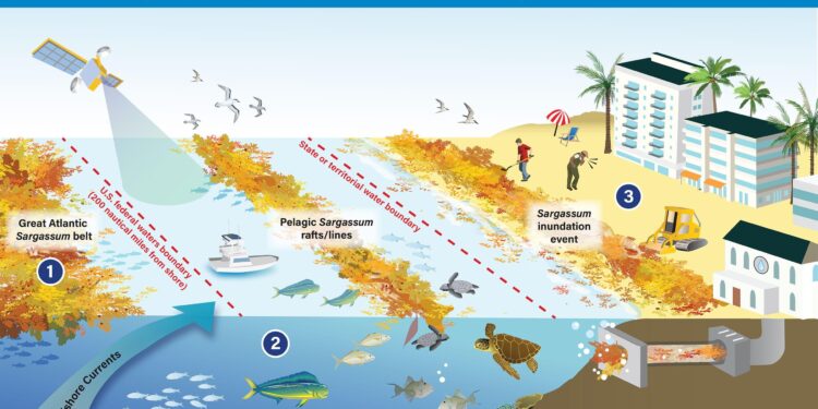 Unraveling the Economic Impact of Sargassum Inundation Events