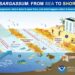 Unraveling the Economic Impact of Sargassum Inundation Events