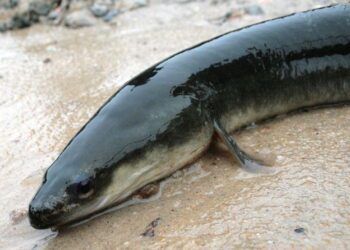 Rare Sightings: Adult American Eel Makes Its Debut in the Sargasso Sea!
