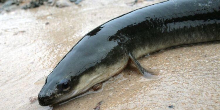 Rare Sightings: Adult American Eel Makes Its Debut in the Sargasso Sea!