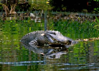 Discover the 7 Most Alligator-Infested Spots in Arkansas!