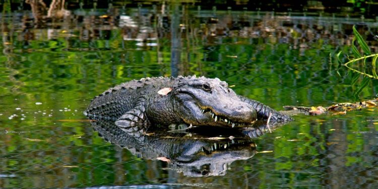 Discover the 7 Most Alligator-Infested Spots in Arkansas!