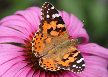 Epic Journey: Painted Lady Butterflies Soar Over 4,200 km Across Oceans!
