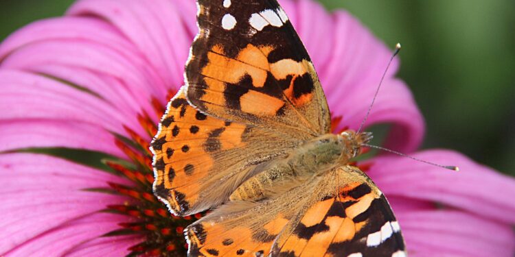 Epic Journey: Painted Lady Butterflies Soar Over 4,200 km Across Oceans!