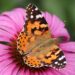 Epic Journey: Painted Lady Butterflies Soar Over 4,200 km Across Oceans!