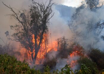 Ecuador Faces Fiery Struggles: Wildfires Rage Near Capital Amidst South America’s Drought Crisis