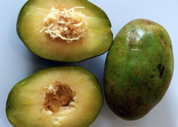 Exciting News: June Plum Shipments from Grenada Set Sail for the US!