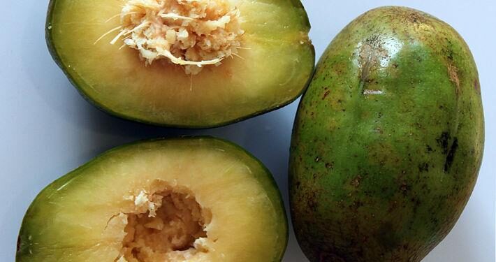 Exciting News: June Plum Shipments from Grenada Set Sail for the US!