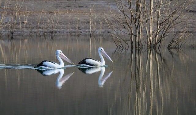 Travel Disruption: Major Airlines Cut Routes to Canada as Travelers Flock to Europe, the Caribbean, and Domestic Favorites!