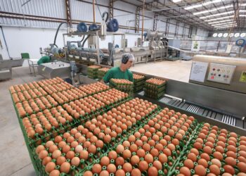 Brazil’s Egg Exports Skyrocket as U.S. Demand Soars!