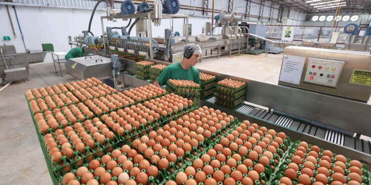 Brazil’s Egg Exports Skyrocket as U.S. Demand Soars!