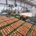 Brazil’s Egg Exports Skyrocket as U.S. Demand Soars!