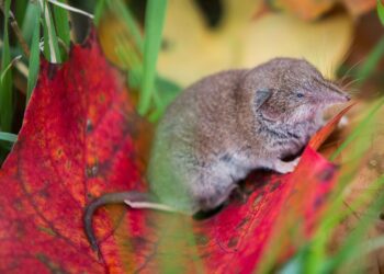 Alabama Uncovers New ‘Camp Hill’ Virus: A Close Relative of the Deadly Nipah