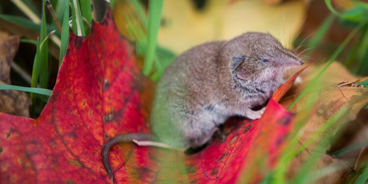 Alabama Uncovers New ‘Camp Hill’ Virus: A Close Relative of the Deadly Nipah