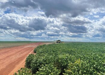 Exploring the Journey of Soy: From South America’s Roots to Its Promising Future