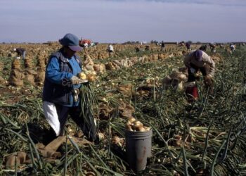 California’s Agricultural Power: How the Golden State Nourishes a Nation