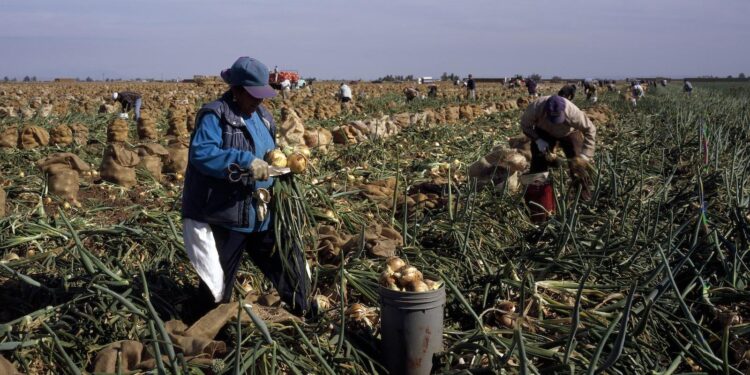 California’s Agricultural Power: How the Golden State Nourishes a Nation