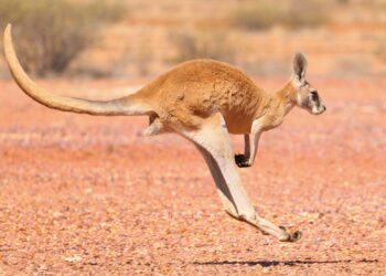 Traffic Mayhem: A Runaway Kangaroo Takes Over an Alabama Interstate!