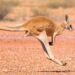 Traffic Mayhem: A Runaway Kangaroo Takes Over an Alabama Interstate!