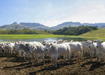 Brazil’s Beef Boom: Unstoppable Surge in the US Market!