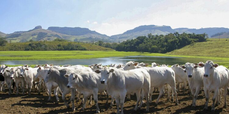 Brazil’s Beef Boom: Unstoppable Surge in the US Market!