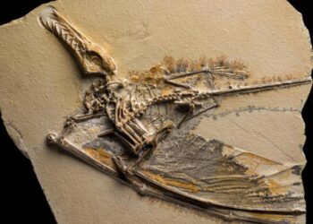Unveiling the Past: Remarkable Pterosaur Fossil Discovered in Arizona’s Petrified Forest!