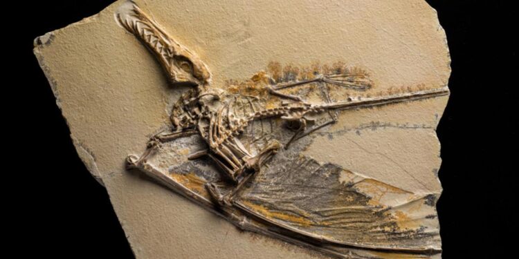 Unveiling the Past: Remarkable Pterosaur Fossil Discovered in Arizona’s Petrified Forest!