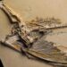 Unveiling the Past: Remarkable Pterosaur Fossil Discovered in Arizona’s Petrified Forest!