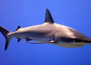 Sharks on the Prowl: Uncovering the Battle for Sunshine Economies