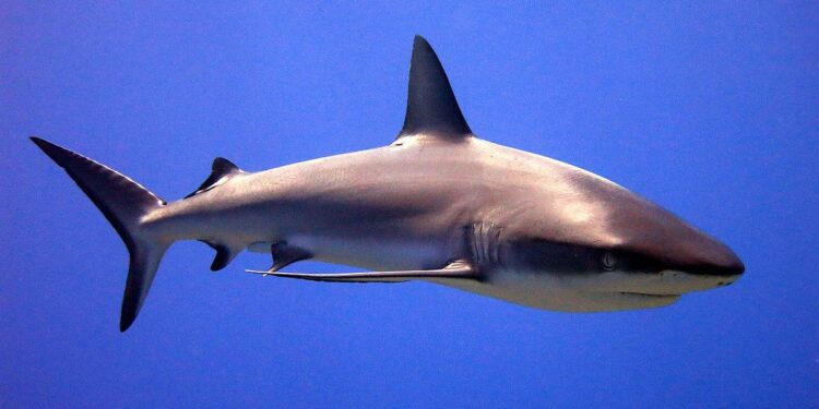 Sharks on the Prowl: Uncovering the Battle for Sunshine Economies