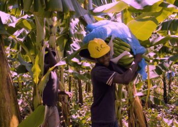Guadeloupe’s Banana Farmers Rally for Urgent Aid Amid Soaring Inflation