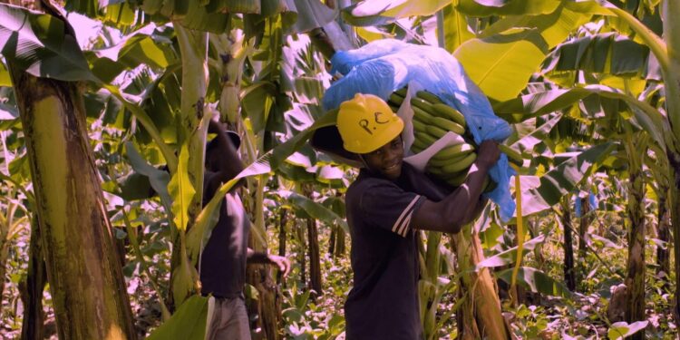 Guadeloupe’s Banana Farmers Rally for Urgent Aid Amid Soaring Inflation