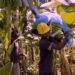Guadeloupe’s Banana Farmers Rally for Urgent Aid Amid Soaring Inflation