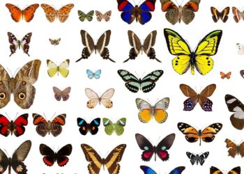 Epic Migration: Butterflies Make a Stunning 2,600-Mile Nonstop Journey Across the Atlantic!