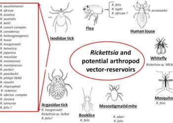 Uncovering Hidden Rickettsia Genotypes in Ticks: Secrets from the Heart of French Guiana
