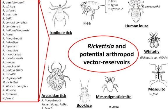 Uncovering Hidden Rickettsia Genotypes in Ticks: Secrets from the Heart of French Guiana
