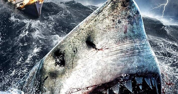 Shark Attack Scare Leaves Two Americans Injured in the Bahamas!