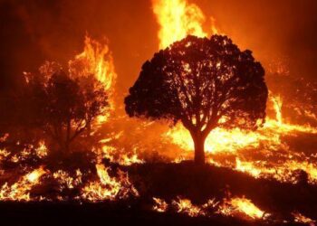 Desperate Escapes: Wildfires Devastate Two National Parks in the West