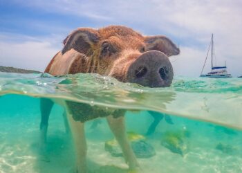 Bahamas Takes a Bold Stand Against Trump’s Immigration Plan