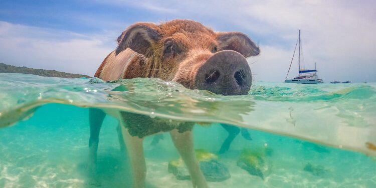 Bahamas Takes a Bold Stand Against Trump’s Immigration Plan