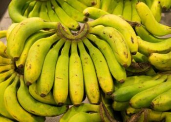 Bananas from Guadeloupe and Martinique: A Green Revolution in Production!