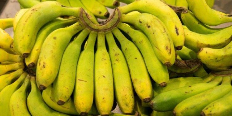 Bananas from Guadeloupe and Martinique: A Green Revolution in Production!