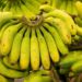 Bananas from Guadeloupe and Martinique: A Green Revolution in Production!