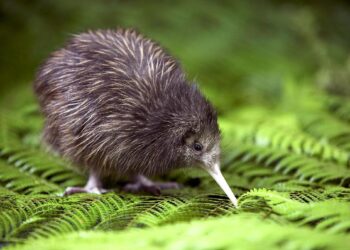 Kiwis Take the Lead in Exciting America’s Cup Showdown in Bermuda!