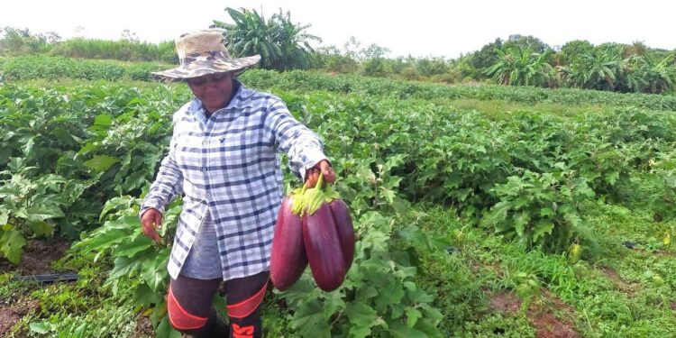 Revolutionizing Agriculture: Exciting Innovations Transforming Guyana’s Farming Landscape