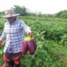 Revolutionizing Agriculture: Exciting Innovations Transforming Guyana’s Farming Landscape