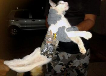 Shocking Footage: Cat Unwittingly Becomes Star of Costa Rica’s Drug Smuggling Plot!