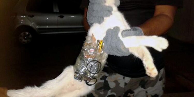 Shocking Footage: Cat Unwittingly Becomes Star of Costa Rica’s Drug Smuggling Plot!