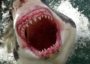 Terrifying Shark Attack Leaves Two American Tourists Injured in the Bahamas