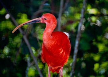 Uncover the Wonders of French Guiana’s Wildlife: Your Ultimate A-Z Adventure!